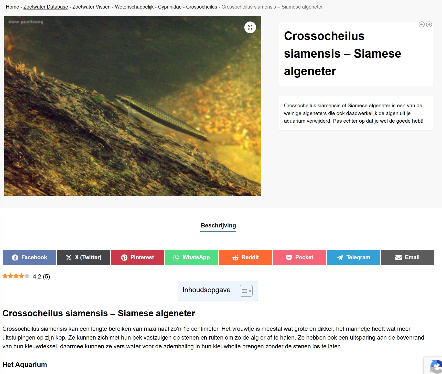 Crossocheilus siamensis.jpg