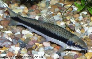 crossocheilus_siamensis_true_siamese_algae_eater_300x192.jpg