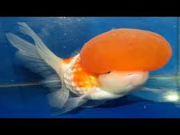 crown pearl giga.jpg