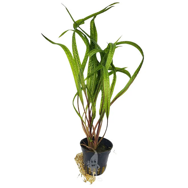cryptocoryne-cryptocoryne-balansae.webp