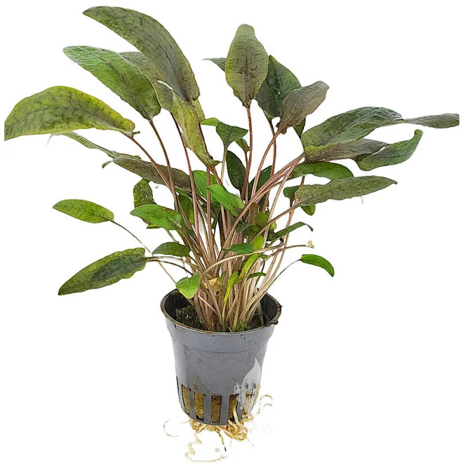 cryptocoryne-cryptocoryne-tropica.webp
