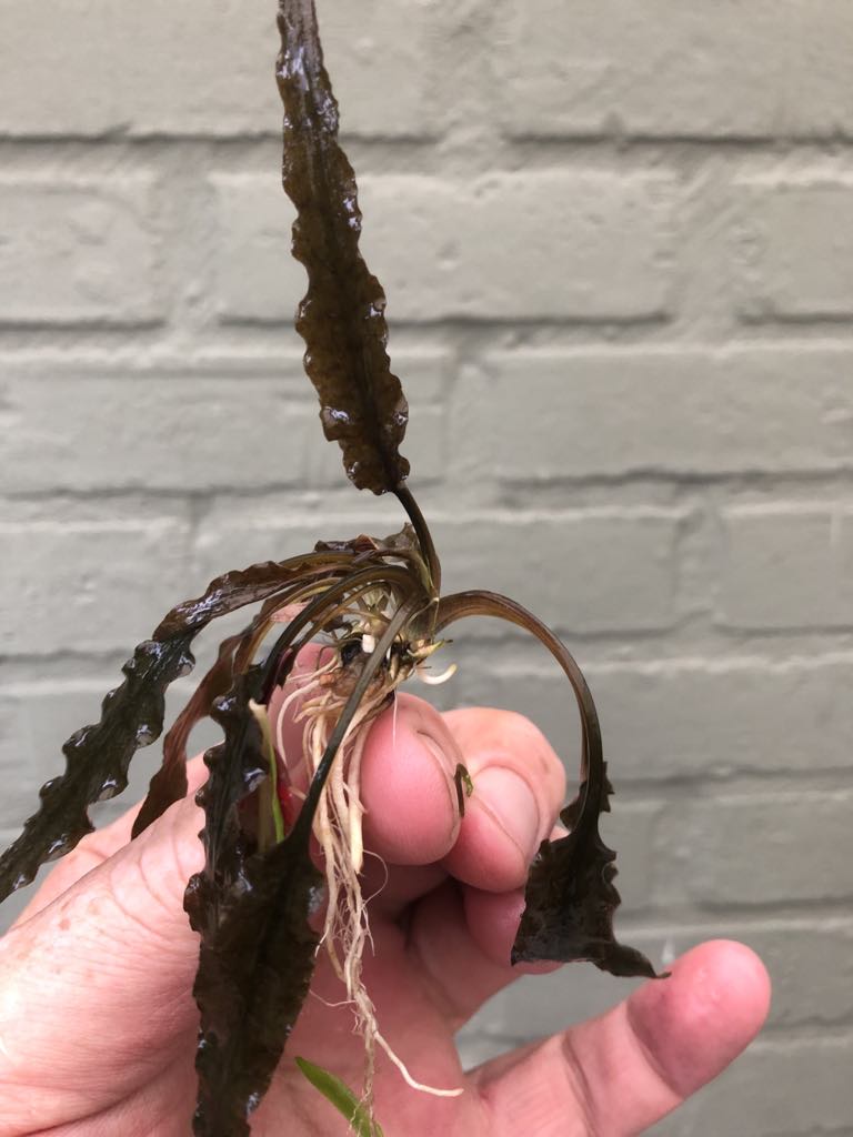 cryptocoryne.jpeg