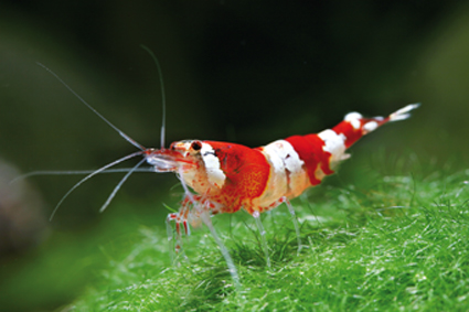 crystal-red-garnaal.jpg