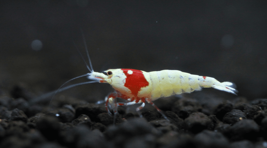 Crystal-Red-Shrimp-PRL-image1.png