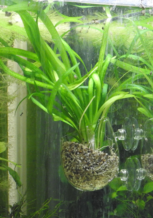cupje-echinodorus-tenellus.jpg