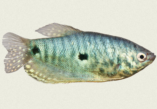 goud gourami man raamdecoratie goud