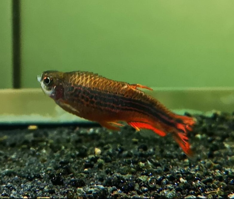 danio_buikwaterzucht.jpg