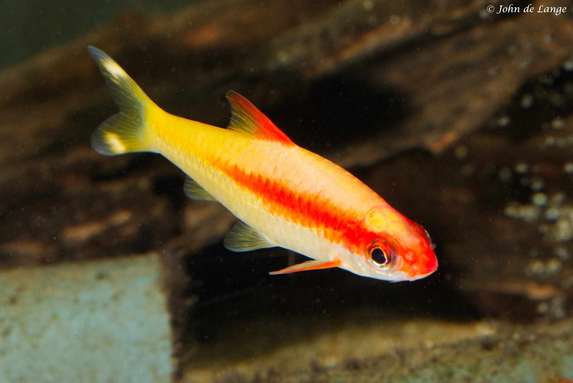 Dawkinsia denisonii – Torpedo Barbeel - Gold4612.jpg