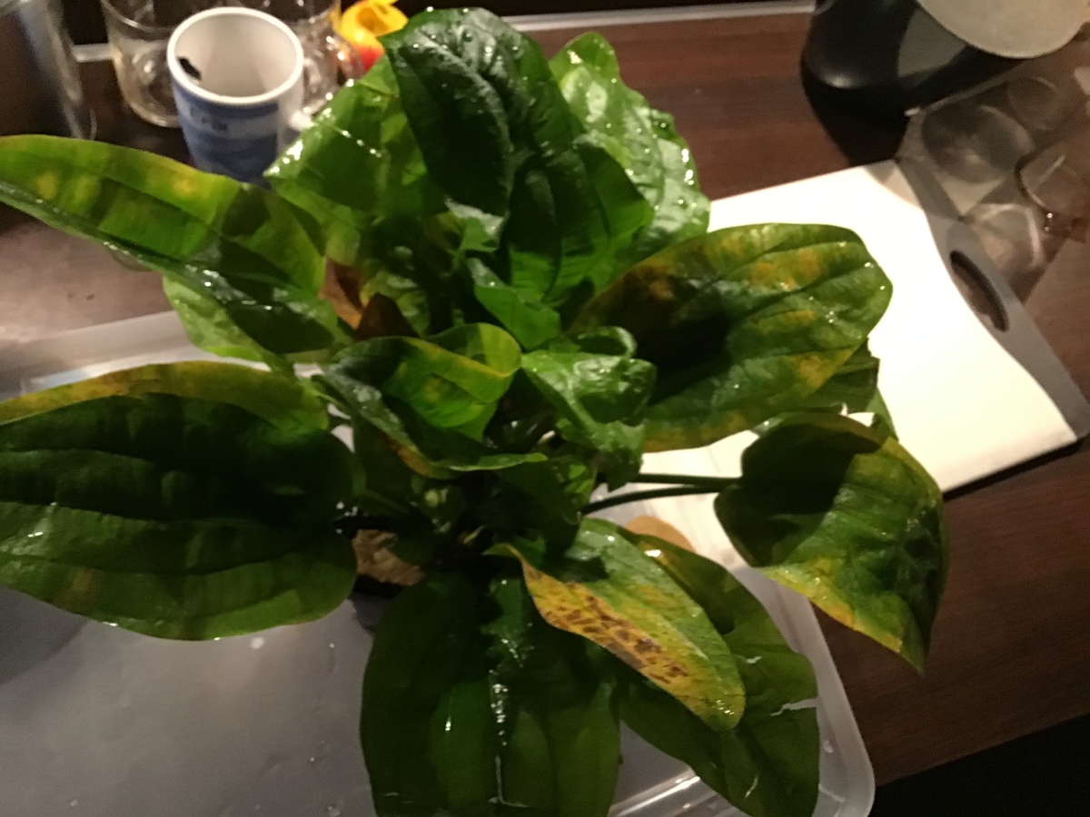 DDD5111D-DF22-46B6-BBEE-599602AA5CD0.jpeg
