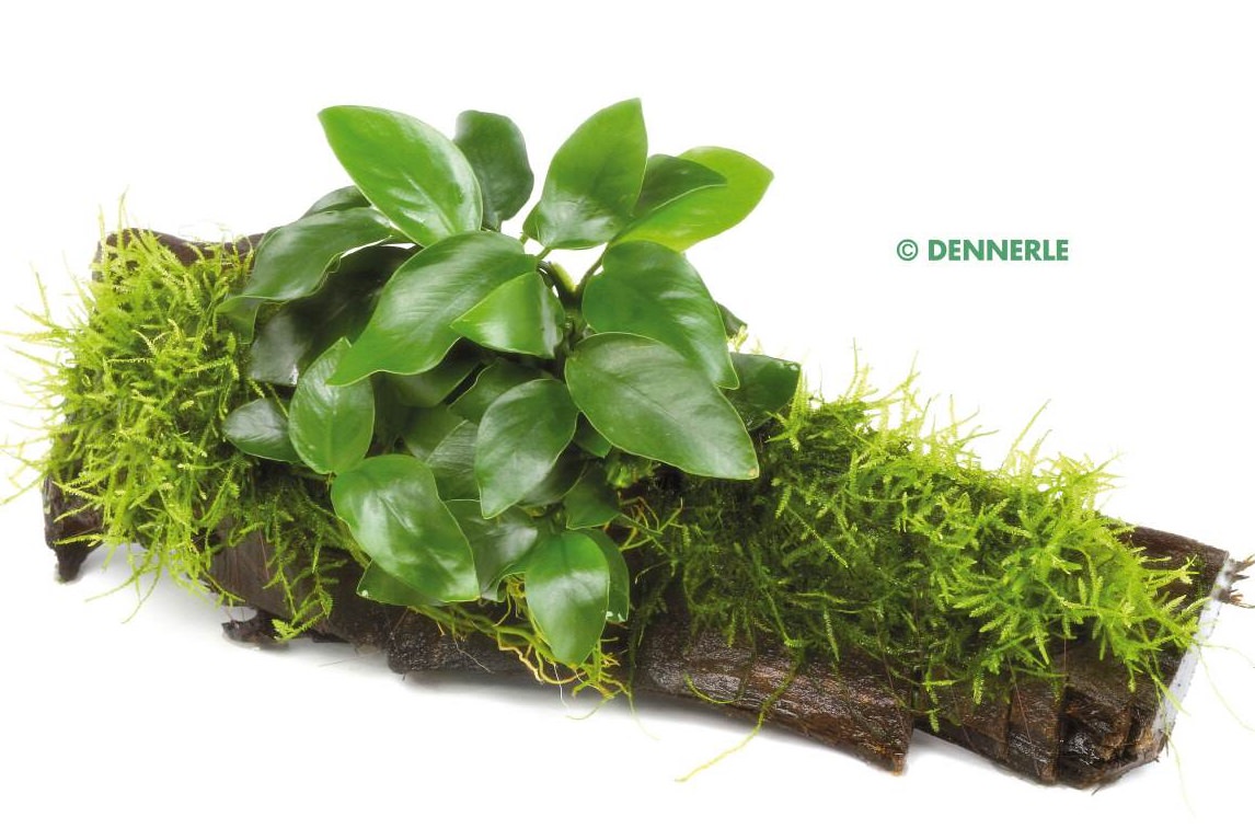 Dennerle-Anubias-auf-Mooswurzel-Speerblatt-auf-Wurzel-mit-Javamoos.jpg