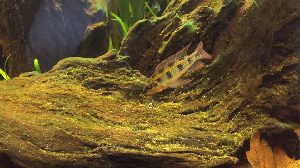 Dicrossus maculatus man 3.jpg