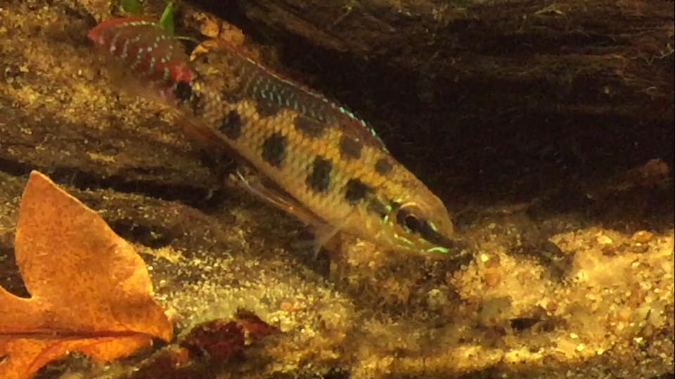 Dicrossus maculatus man.jpg