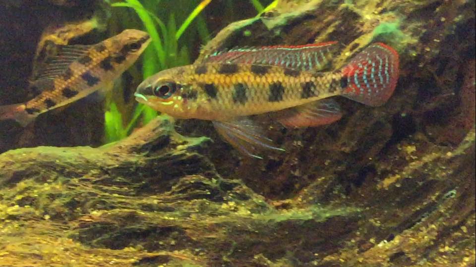 Dicrossus maculatus paar.jpg