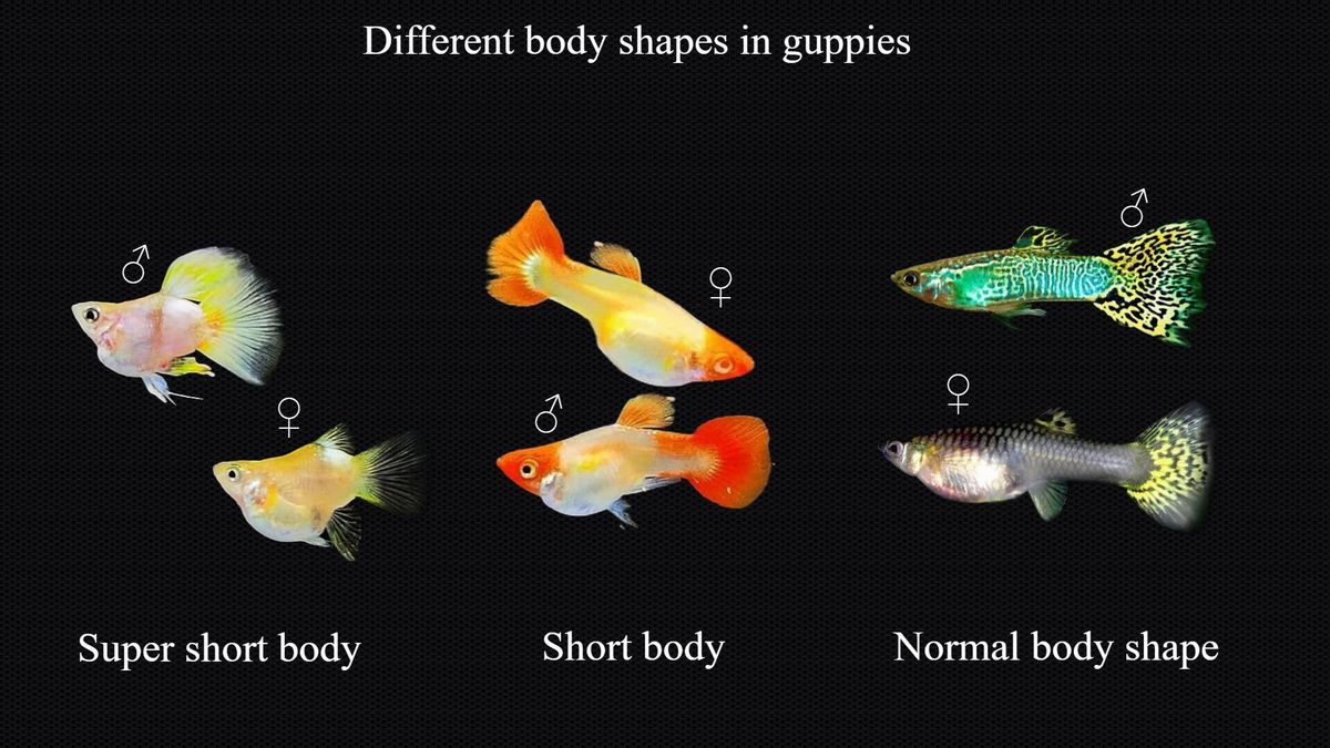 Different body shapes in guppies.jpg