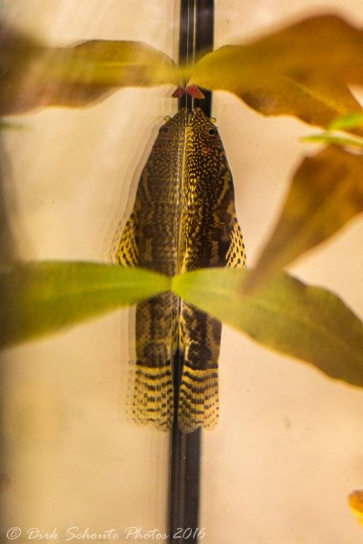 Dirk's aquarium vissen (16 van 16).jpg