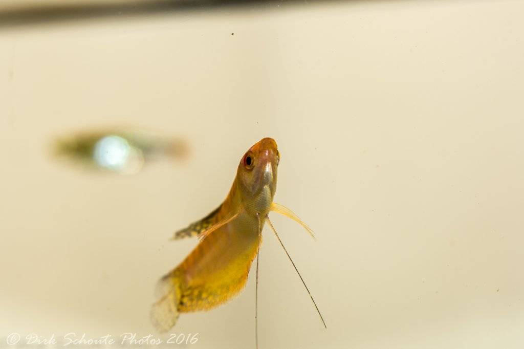 Dirk's aquarium vissen (7 van 16).jpg