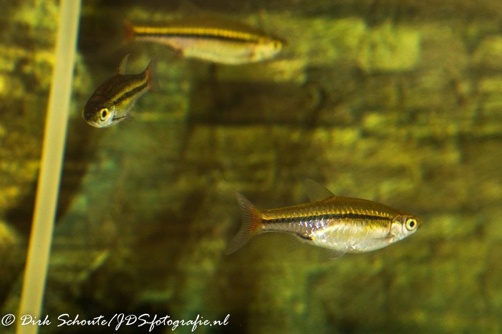 Dirks bewerking-2.jpg