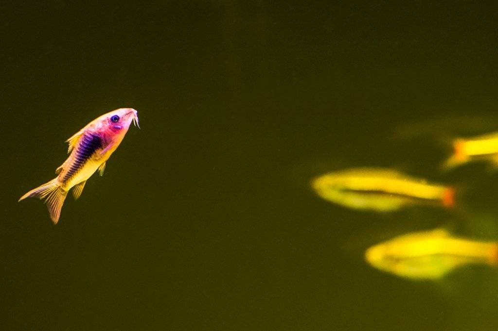 Dirks bewerking-4.jpg