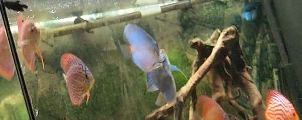 discus 2.jpg
