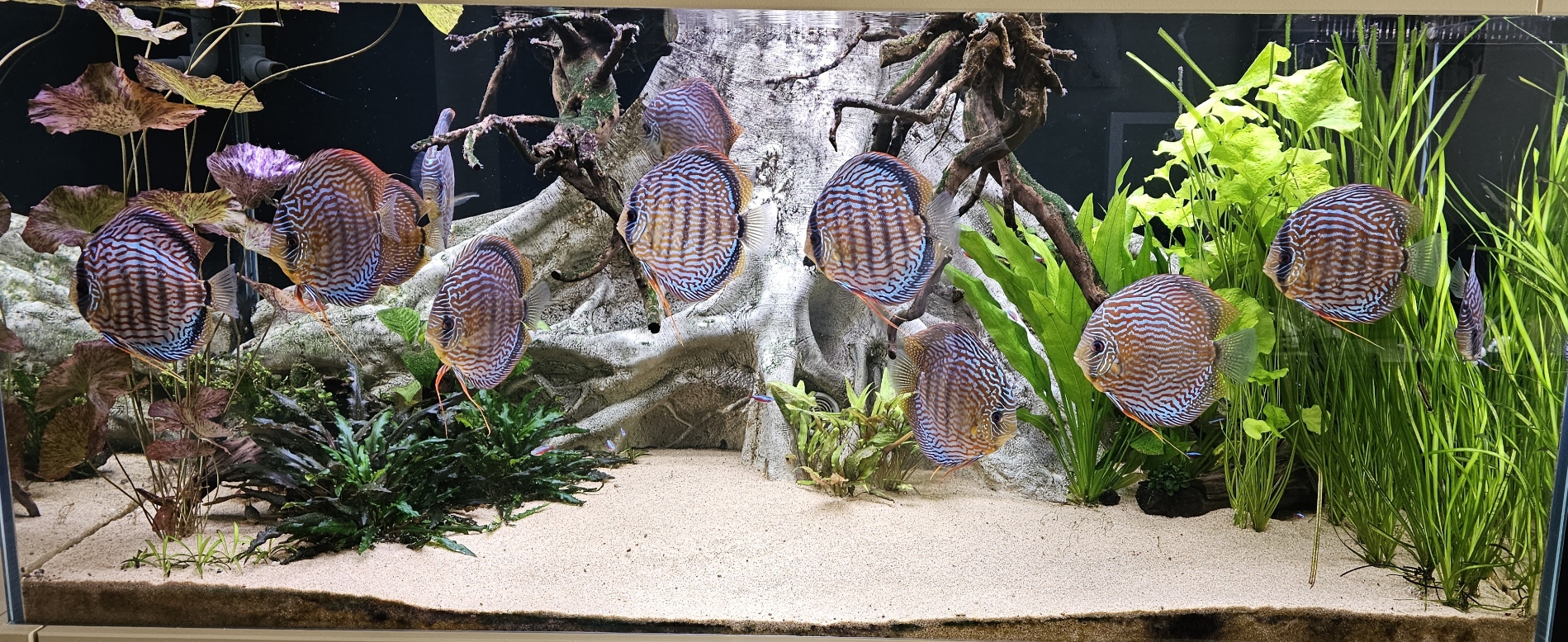 discus aqua 1.jpg