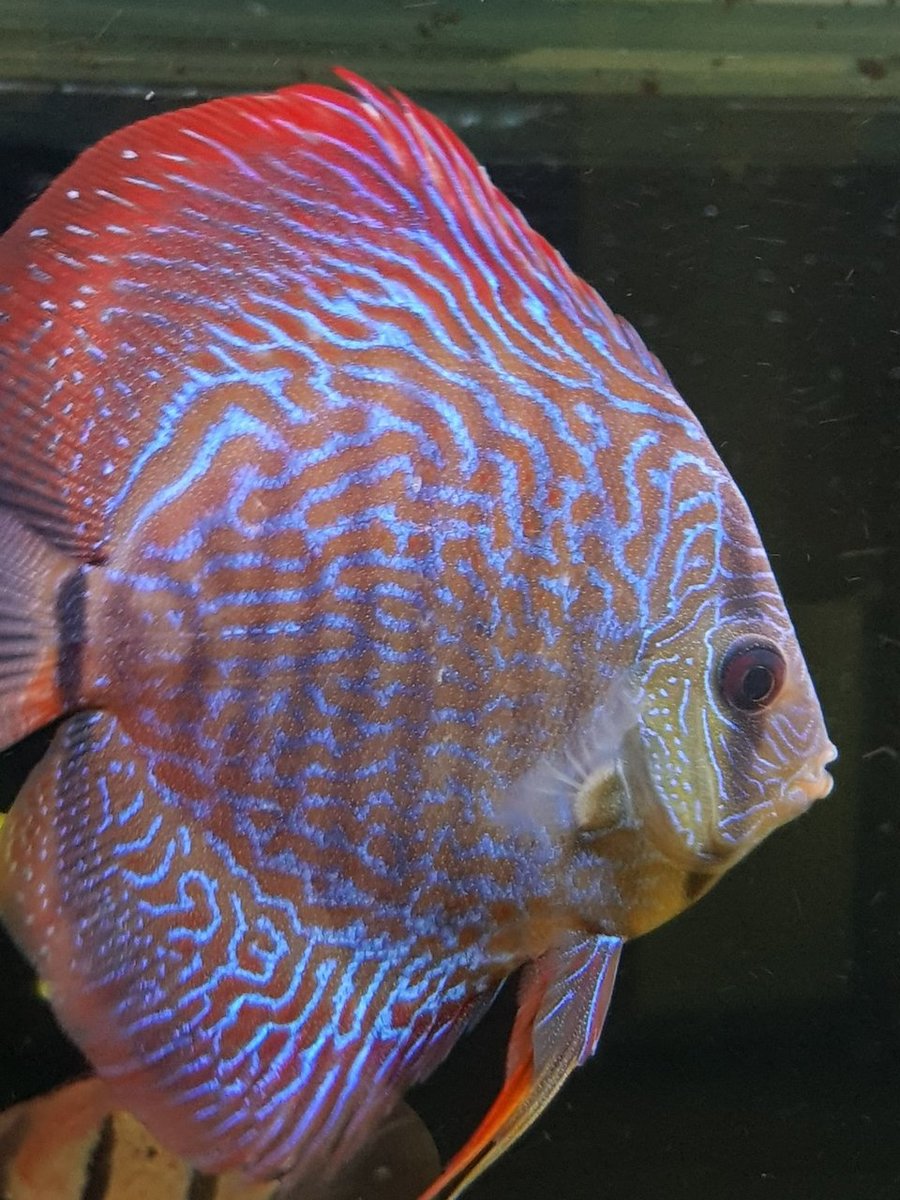 Discus Briljant Turquiose 3.jpg