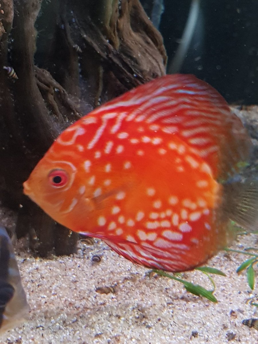 Discus Panda Pigeon.jpg