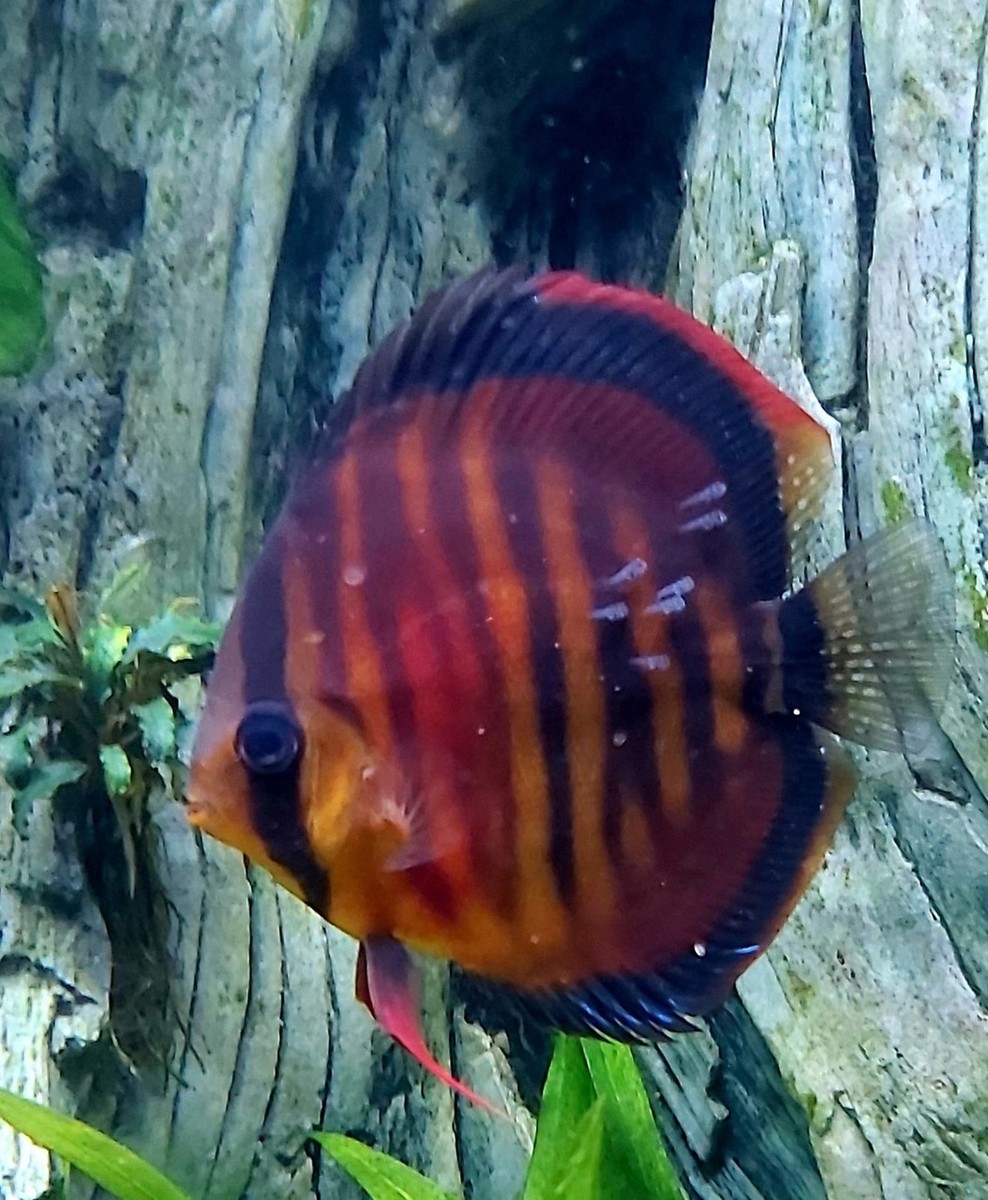 discus10jongeneerst.jpg