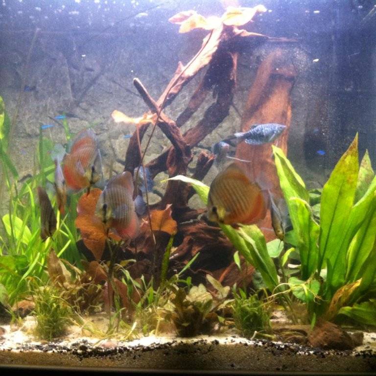 discus2.jpg