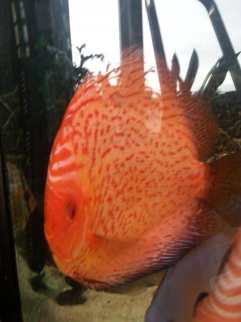 discus3.jpg