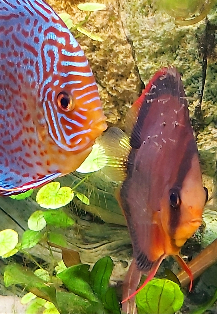 discus7.jpg