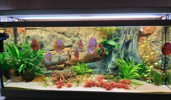 discus8aquarium.jpg