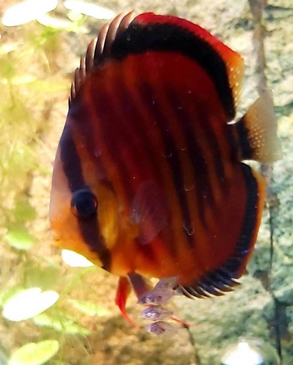 discus9jongen.jpg
