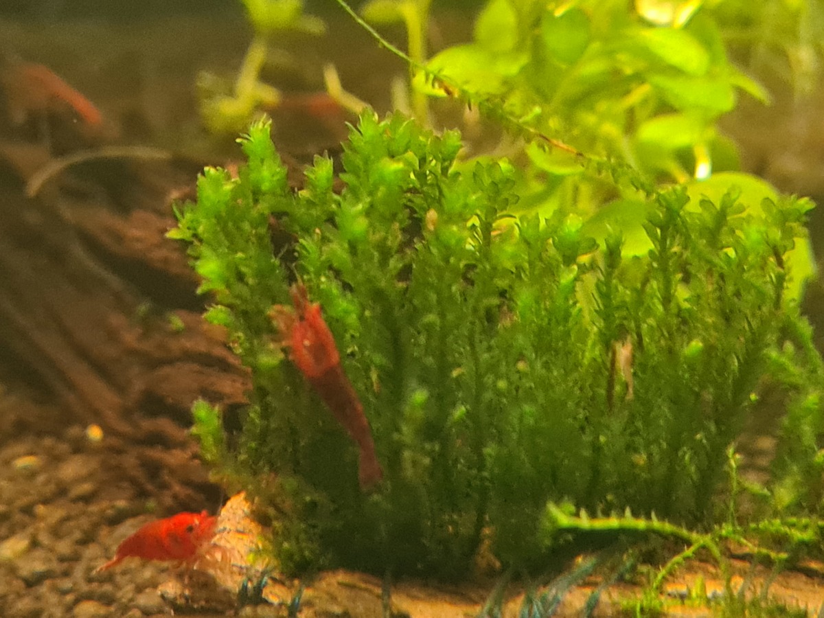 DISTICHOPHYLLUM SP - 60L.jpg