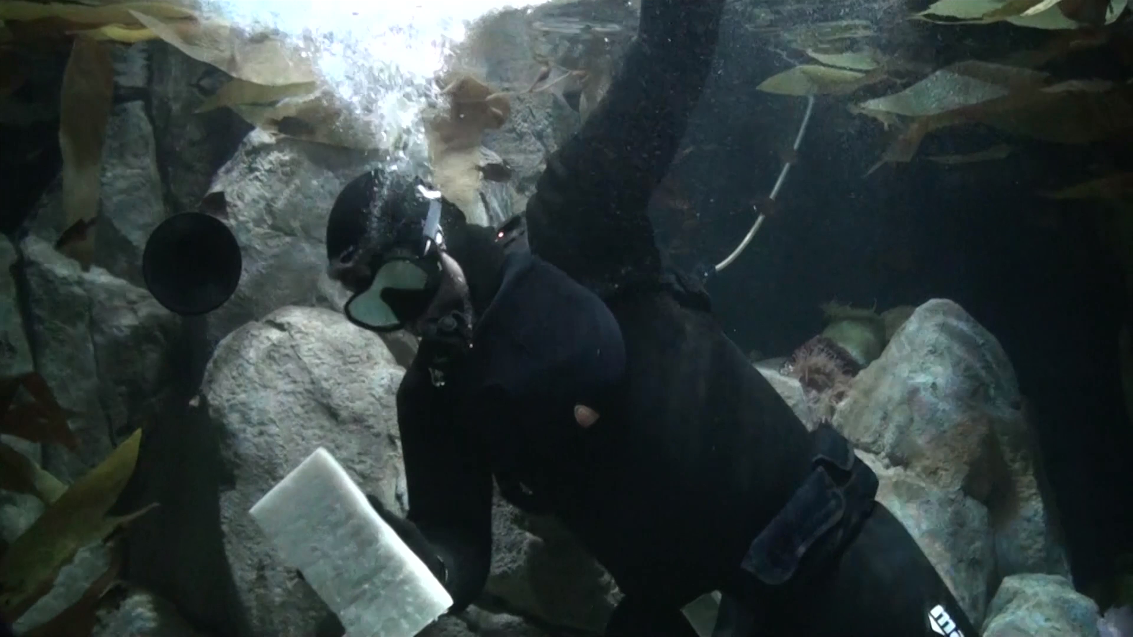Diver.jpg