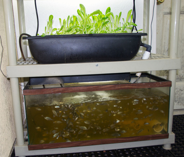 diy-aquaponics-system-.jpg