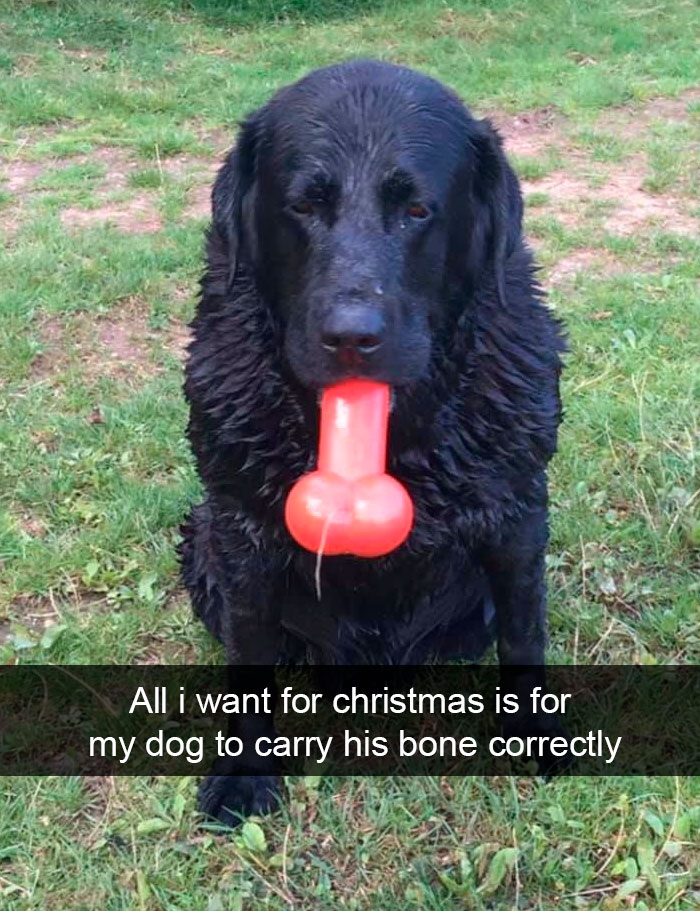 Dog.jpg