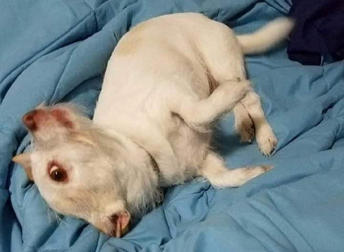 Doggo.jpg