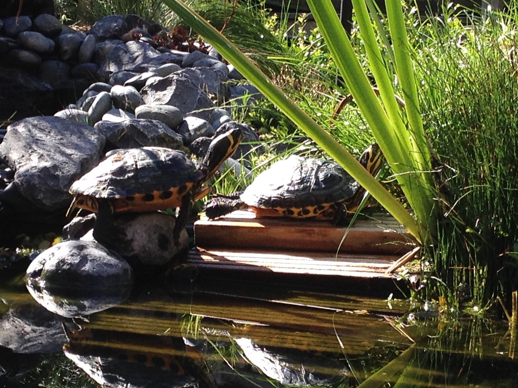 dqUDgV-tNtzRhBVnEcwI7P4P9pqK2bJu.jpeg