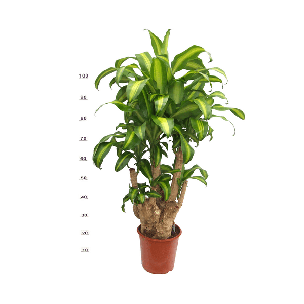 dracena_sarkanyfa_oth_2973-1_vbig.jpg.png