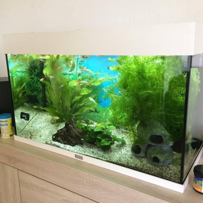 drijfplanten rechts.jpg