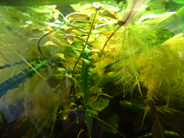 dsc00265-.jpg