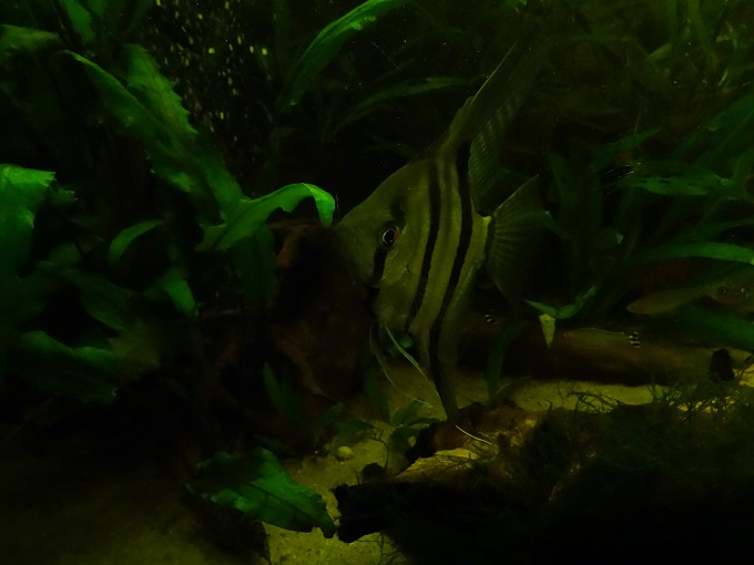 dsc00513.jpg