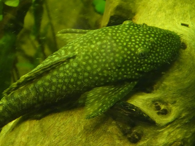 dsc00557-.jpg