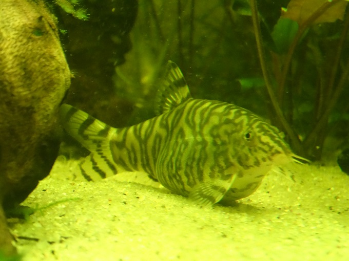 dsc00561-.jpg