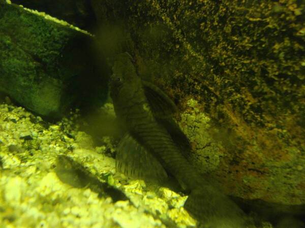 DSC00600.JPG