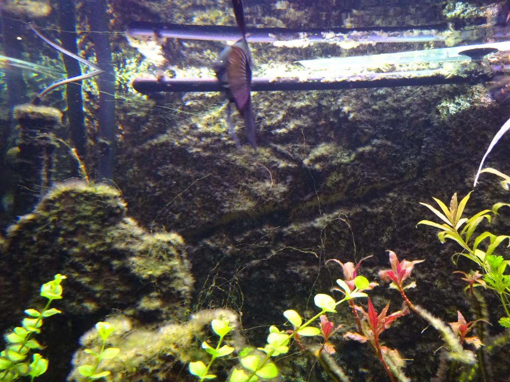 DSC00831_zps701c3375.jpg