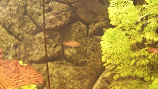 DSC02355_zps467ce813.jpg