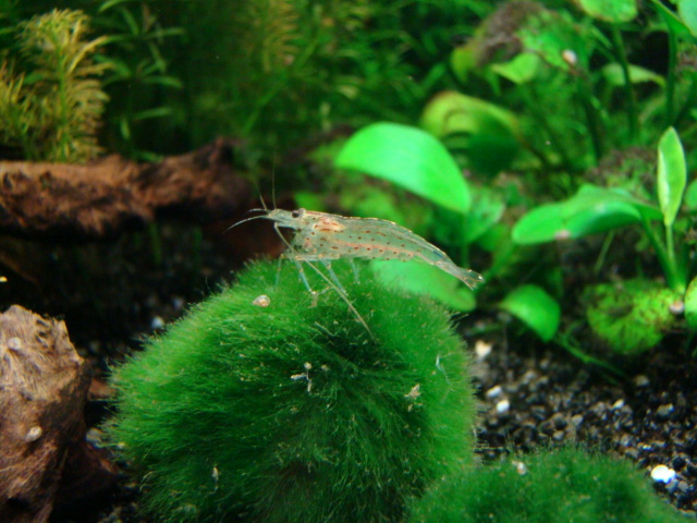 dsc02387.jpg