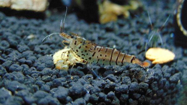 DSC03005.JPG