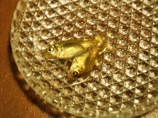 dsc03928.jpg